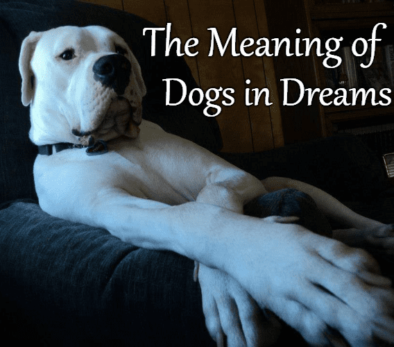 dream of dog dying and coming back to life