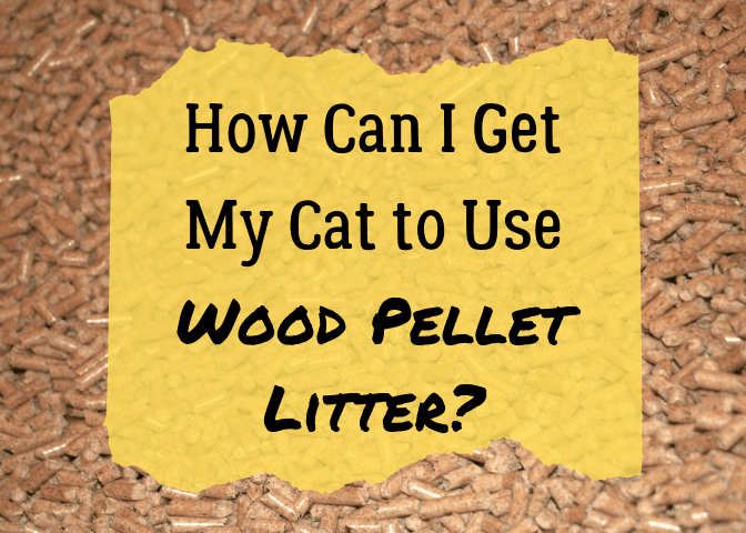 Not a fan of your current litter options? Interested in getting your cat to use wood pellet litter? You've come to the right place.