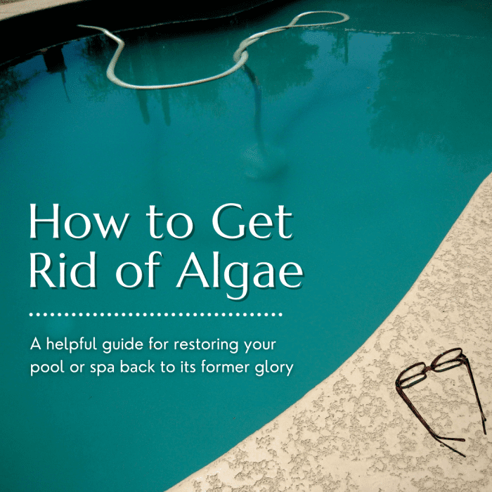 This article will help you identify what kind of algae you might be dealing with and how you can get rid of it.