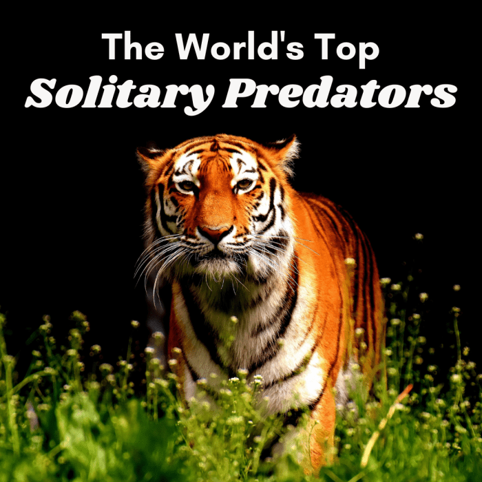 These five solitary hunters are terrifying predators that you wouldn't want to find yourself alone with! Read on to find out the scientific names and a few cool facts about each.