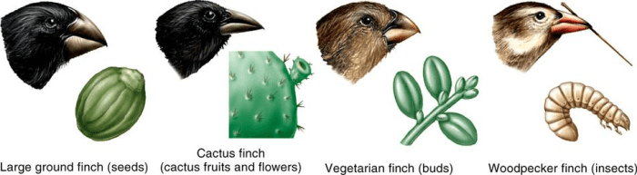 Evolution- a Fast Rewind Through Time - HubPages