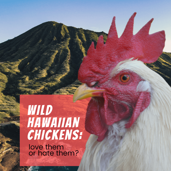 Roosters on Oahu Love Them or Hate Them? WanderWisdom