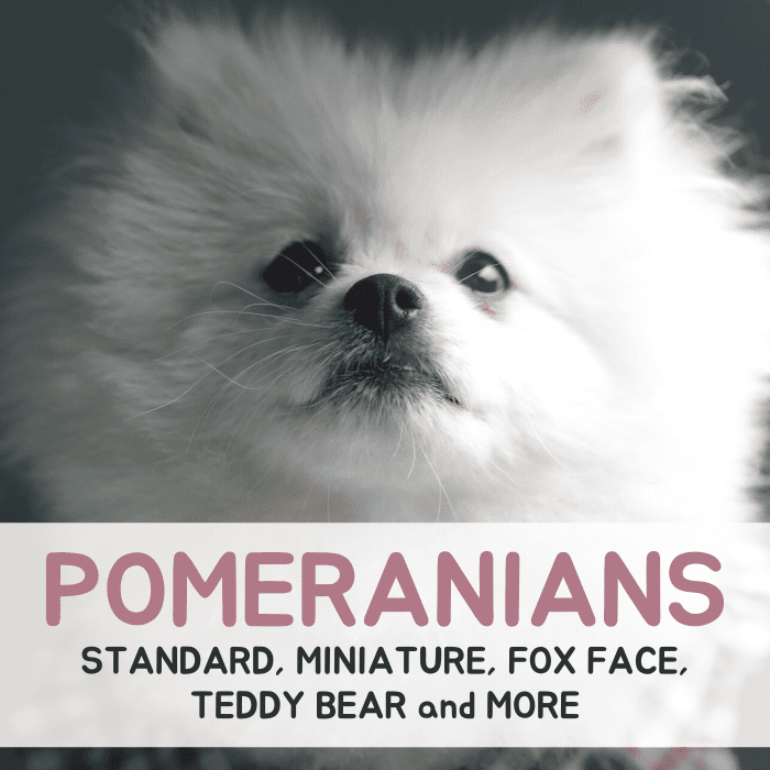 Learn more about the recognized and unofficial types of Pomeranians, and get general information about the breed as well!