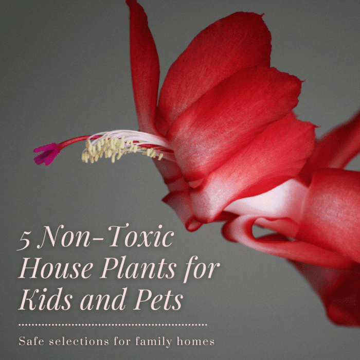 This article will provide five different options for non-toxic house plants that are safe for kids and pets.