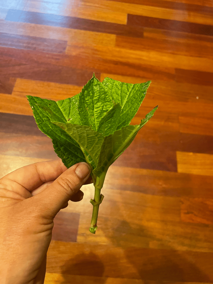 How to Propagate Hydrangeas From Cuttings Dengarden