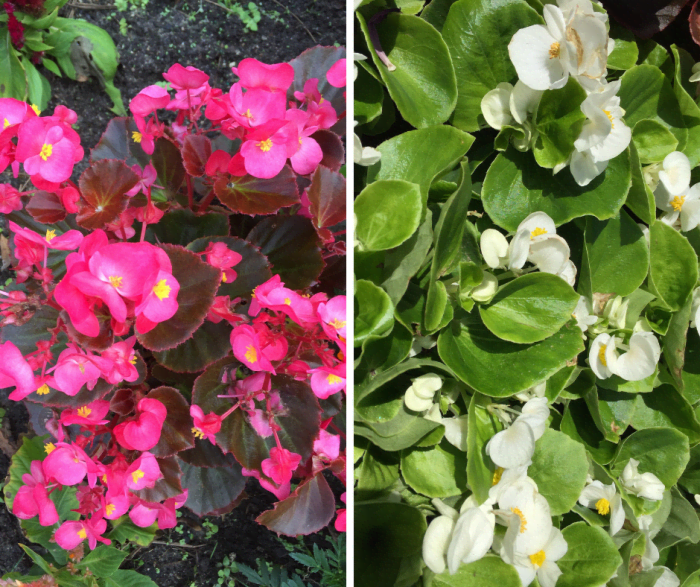 Waxed begonias are shade-loving plants that can easily take morning sun, and they come in several colors.