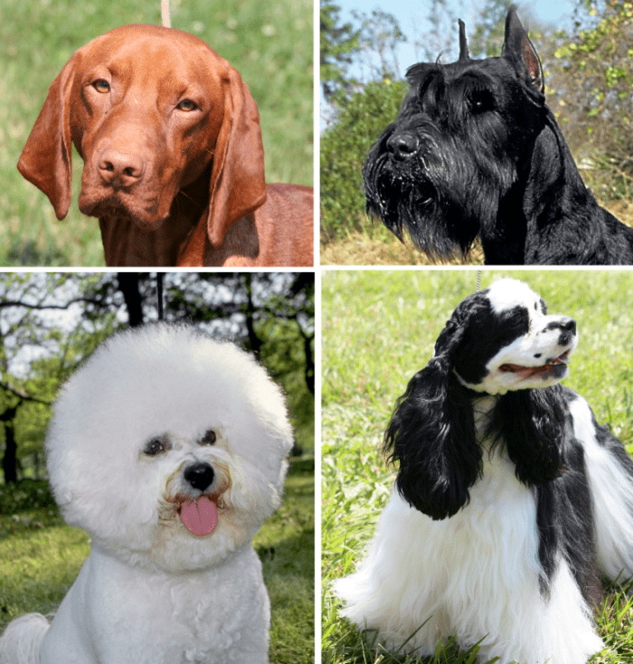 Some of the many canine applicants seeking a security job in a jewelry warehouse.