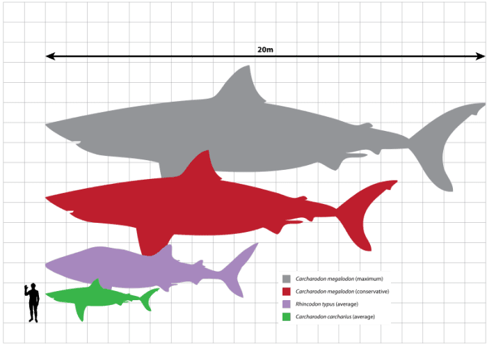 Megalodon largest estimated size (grey), Megalodon smallest estimated size (red), Whale Shark (violet), Great White Shark (green), Human (black).
