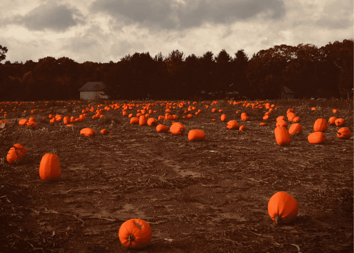 Is there nothing left in the pumpkin patch but misshapen, wobbly pumpkins? No problem! You can level them up when you cut from the bottom.