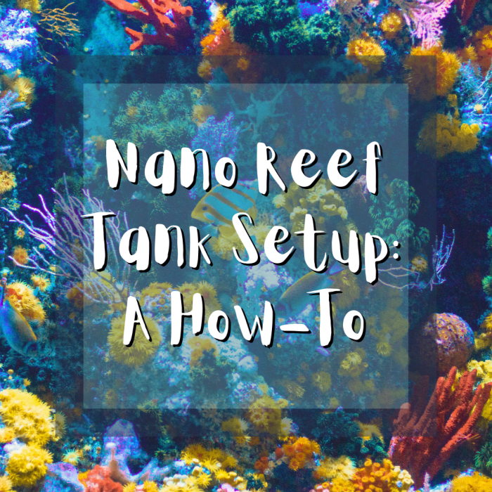 Learn everything you need to know about nano reef tank setup, from achieving proper pH and specific gravity to performing water changes and dealing with red slime algae.