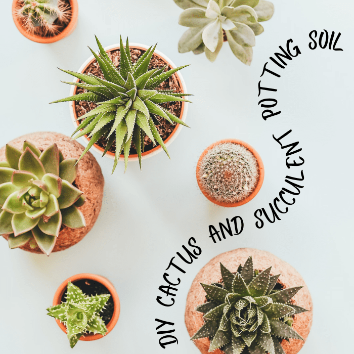 How to Make Cactus and Succulent Soil Mix Dengarden