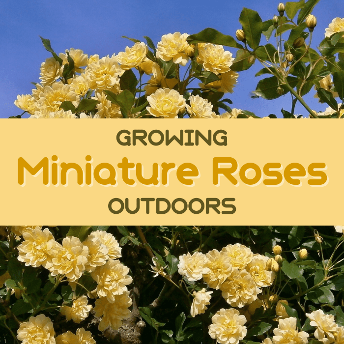 how-to-plant-a-miniature-rose-bush-outdoors-dengarden