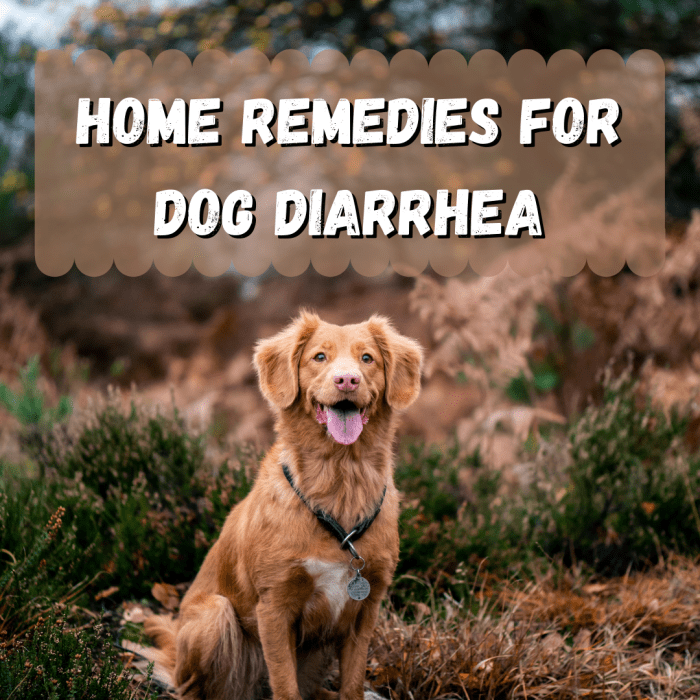 Read on to learn about how to take care of a dog suffering from diarrhea. The BRAT diet might be helpful for your pup!