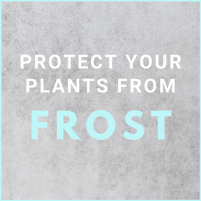 How to Protect Your Garden From Frost Dengarden