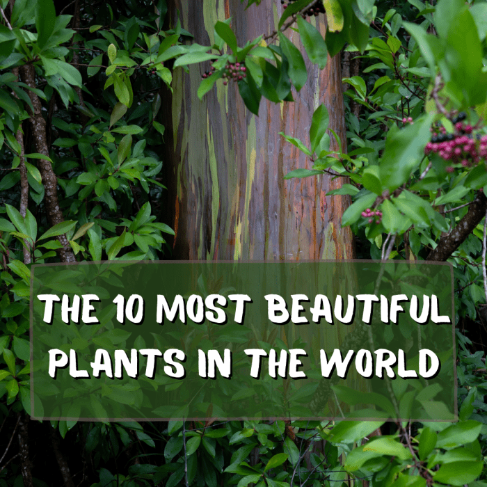 This article explores 10 of the most beautiful plants from across the world. Read on to find a range of plants – from one that looks like a stone to one that has rainbow bark.