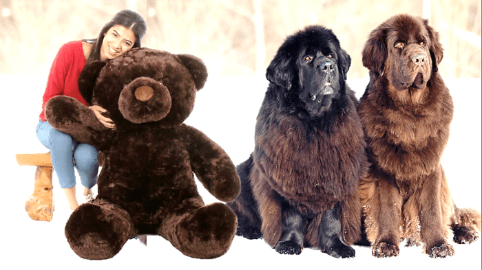 11 Dogs Like Big Teddy Bear - HubPages