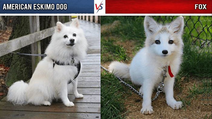 American Eskimo Dog vs. Arctic Fox: An American Eskimo Dog on the left and an Arctic Fox on the right.