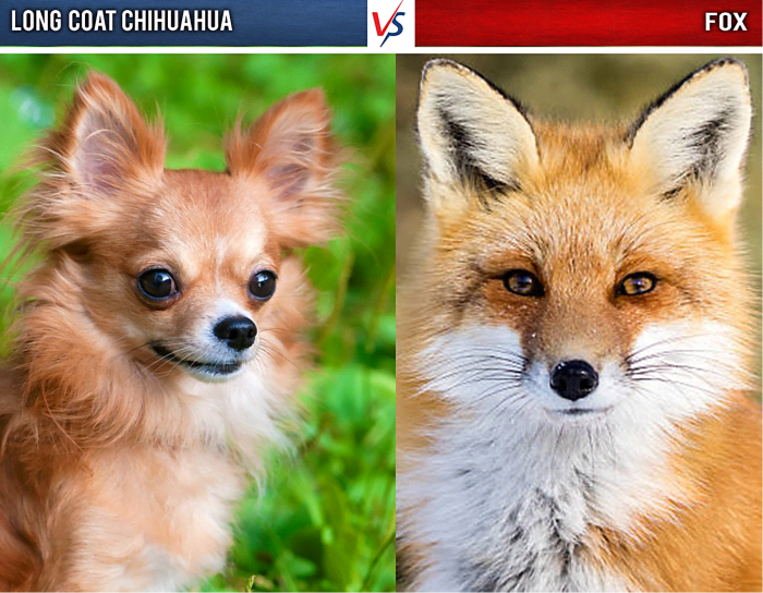 Longcoat Chihuahua vs. Fox: Longcoat Chihuahua on the left and a fox on the right.