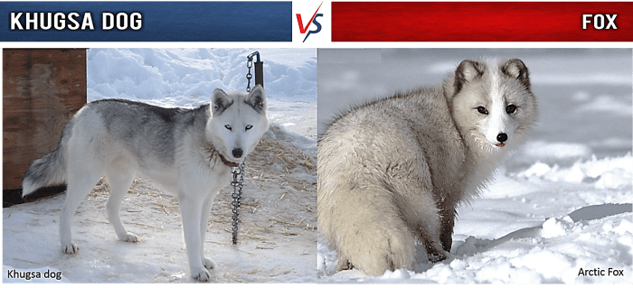 Khugsa Dog vs. Arctic Fox: Khugsa Dog on the left and an Arctic Fox on the right.