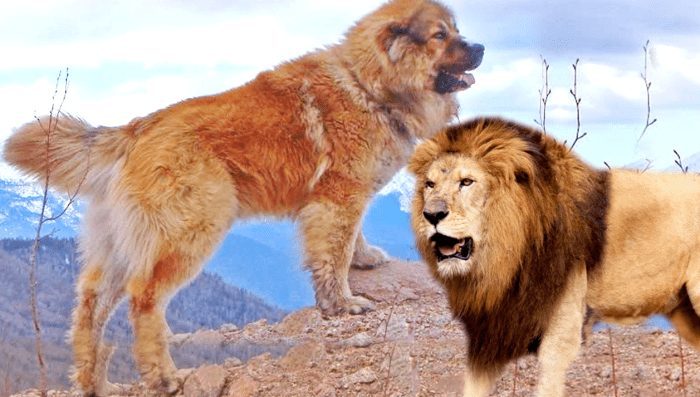 Непальский (гималайский) зенненхунд - похож на льва
