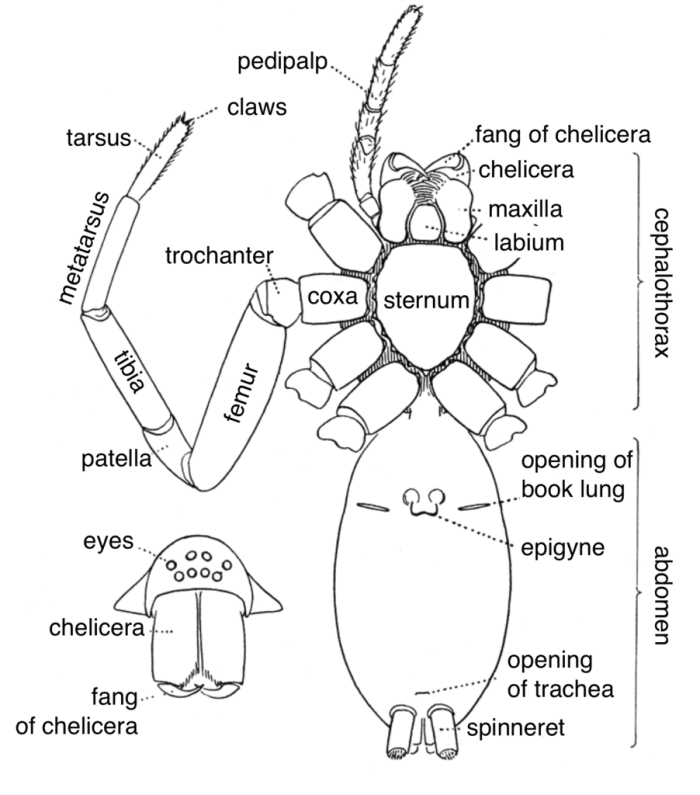 External anatomy of a spider