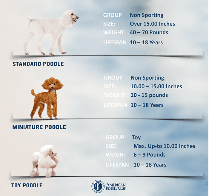 Classifying Different Types of Poodles, an Overview PetHelpful