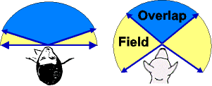 A dog's peripheral vision range is almost 360 degrees, a human's peripheral vision range is very limited.