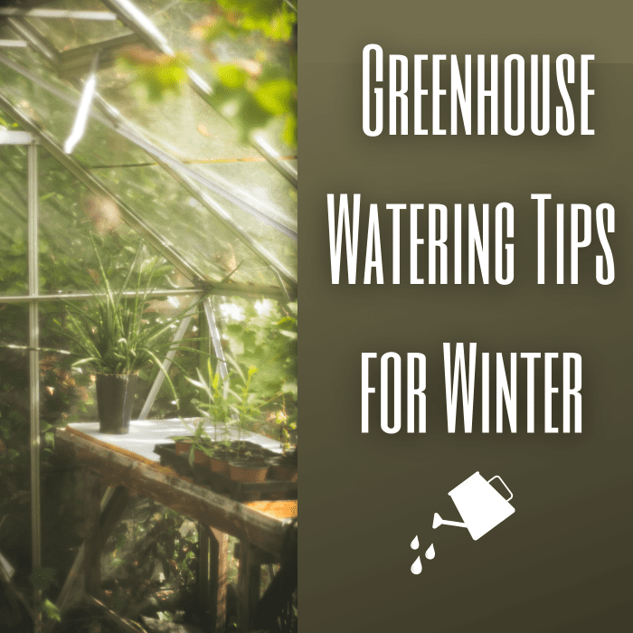 Greenhouse watering tips for winter