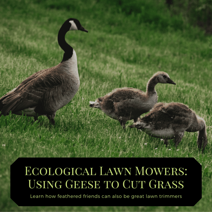 This article will show you how you can use geese as ecological lawn mowers—and provide information on other great uses for these feathered friends, including as adorable pets!