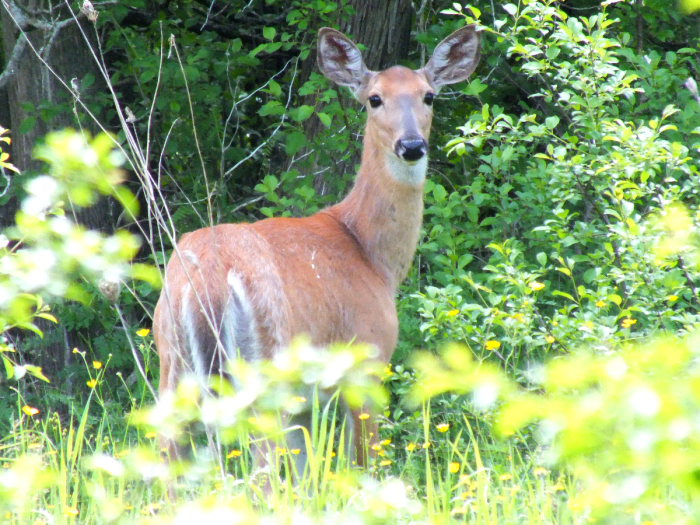 I was lucky to see a deer at the park. I was at the right place at the right time and I had my camera ready. It was not completely random. I made choices and took action.