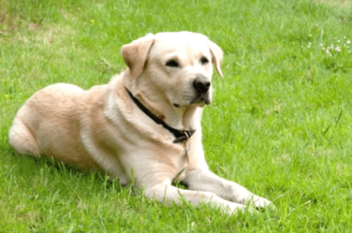 11 Most Popular Golden Retriever Mix Dogs - PetHelpful