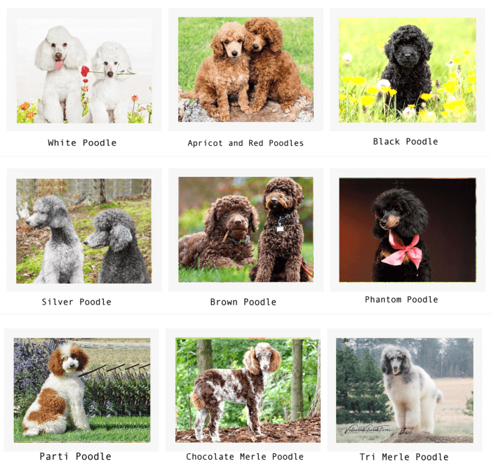 Poodle Breeding Color Chart