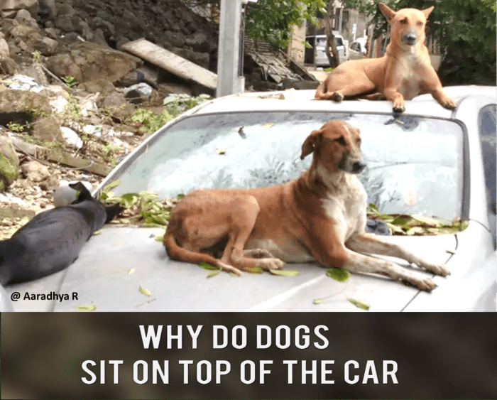 Why do Dogs Sit on Top of the Car HubPages