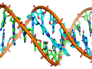 “The interplay between DNA and the environment is what makes each person unique” (Harvard University, 2017).