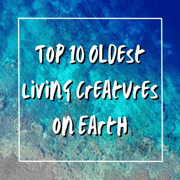 This article covers 10 of the oldest living creatures on Earth. Read on to learn all about these fascinating creatures!