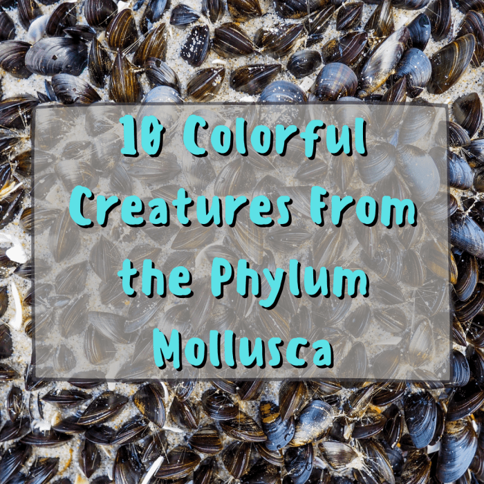 Read on to learn about 10 colorful and interesting creatures from the phylum Mollusca, including cowries, banana slugs, abalones, and more!