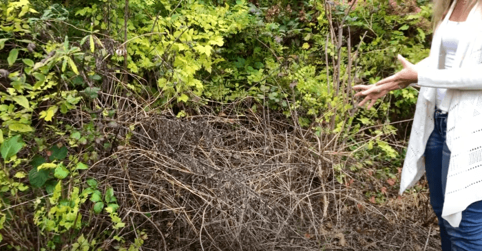 Fall is a great time to pull out plants that you no longer want in your garden, like this tangle of vines that has finally died back now that temps are dropping.