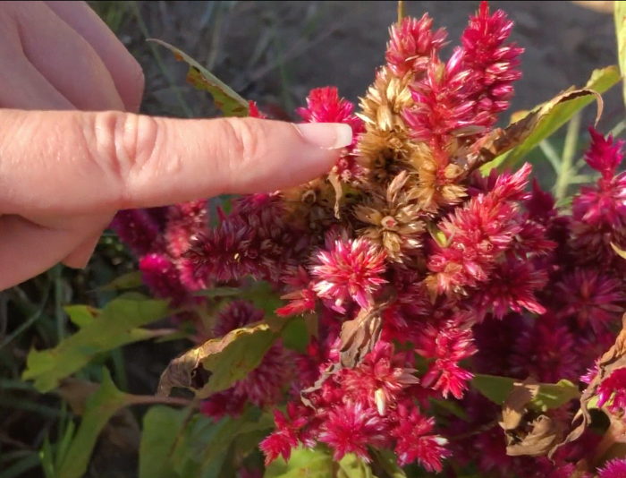 Browning flowers are actually a good indicator that your seeds are ready to be harvested. Each one of those little black dots in there is a seed!