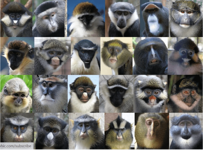 VARIOUS GUENONS. CREDIT: WILLIAM ALLEN, EXCEPT 5TH ON BOTTOM ROW (BY M. EMETSHU) AND 6TH ON 3RD ROW (N. ROWE).