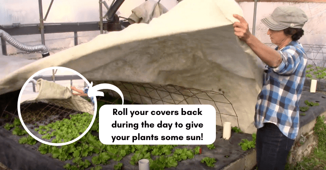 unheated-winter-greenhouses-what-to-grow-and-how-to-grow-it-dengarden