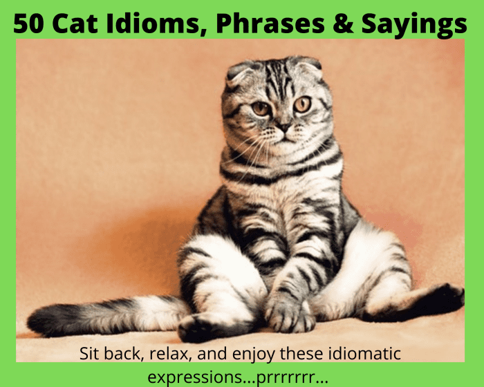 Before beginning to peruse these cat idioms and phrases, make sure you are sitting comfortably.