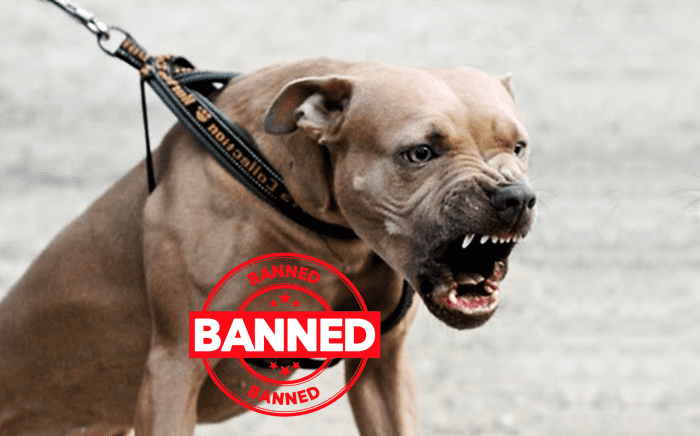 Why Pit Bulls Are Controversial PetHelpful   Why Pitbull Dog Is Banned In 25 Countries 