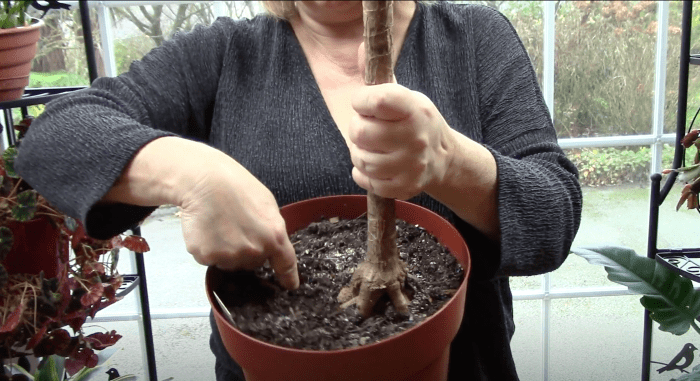 You can check your dracaena's soil moisture by sticking your finger about an inch into the soil. If it's still moist, wait to water.