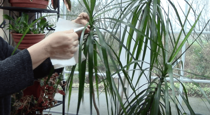 Occasionally wiping the dust from your dracaena's leaves can help keep it healthy.
