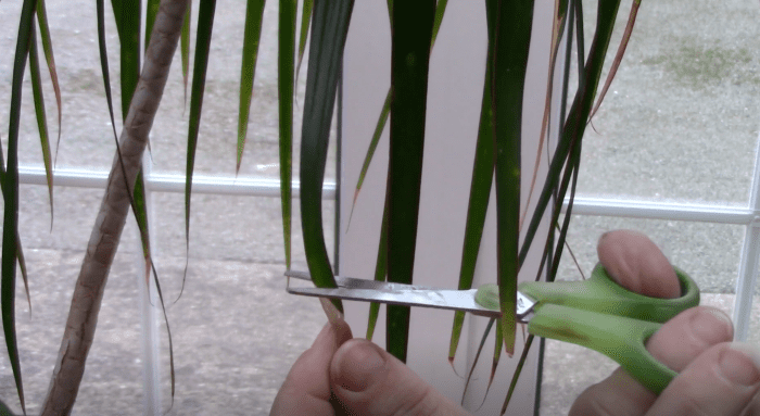 Snipping isn't the only way to get rid of browned leaf tips, but it's probably the easiest!
