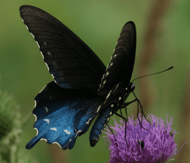 Black and DarkColored Butterflies An Identification Guide Owlcation