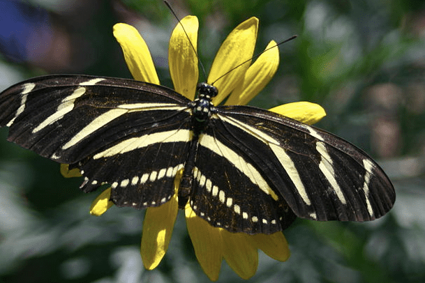 Black and Dark-Colored Butterflies: An Identification Guide - Owlcation