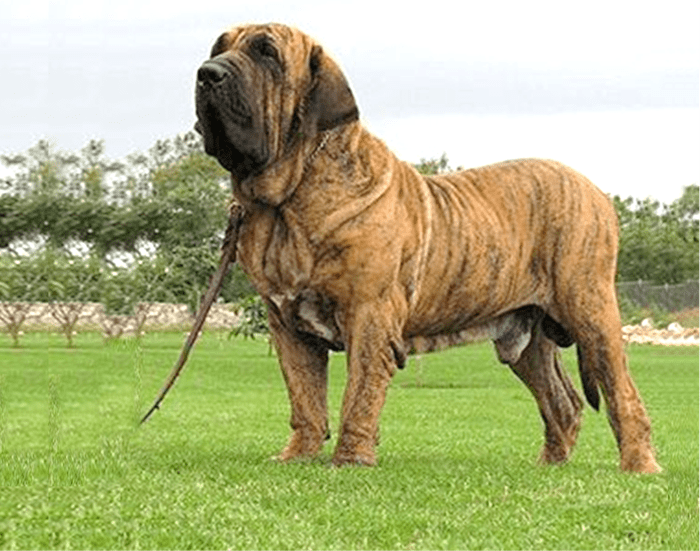 11 Dog Breeds Banned or Restricted In UAE (United Arab Emirates) HubPages
