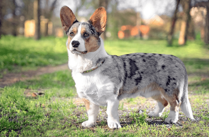 15 Best Dogs for First-time Owners - HubPages