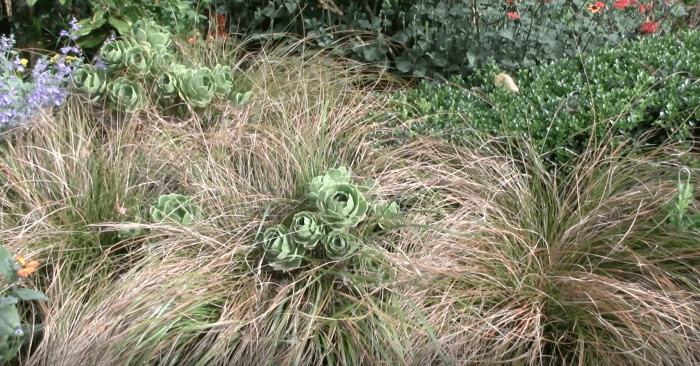 Planting aeoniums in among your grasses is a lovely way to blend different textures.